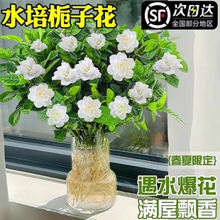 Gardenia Potted Hydroponic Plants with Buds, Easy to Grow on the Desktop in the Office, Lazy People Can Grow Water-Grown Florals, Flowers and Green Plants