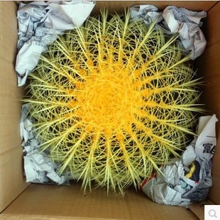 Spiny Cactus Golden Tiger Cactus Golden Amber Plant Easy to Grow Balcony Courtyard Florals Indoor Living Room Green Plant Potted Plant