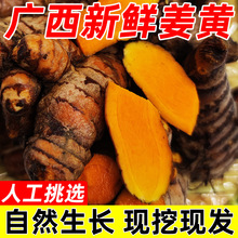 广西新鲜姜黄食用月子姜小黄姜染色姜咖喱饭原料产后调节可做姜种