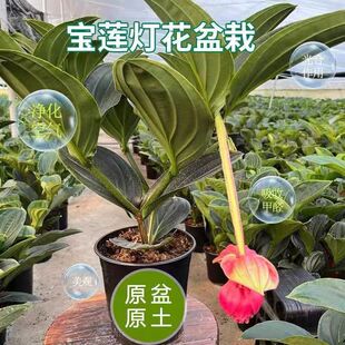 Baolian Lantern Flower Potted Flower Plant with Buds, Indoor Flower, Easy to Grow, Blooming in All Seasons, High-End Living Room Courtyard Green Plant