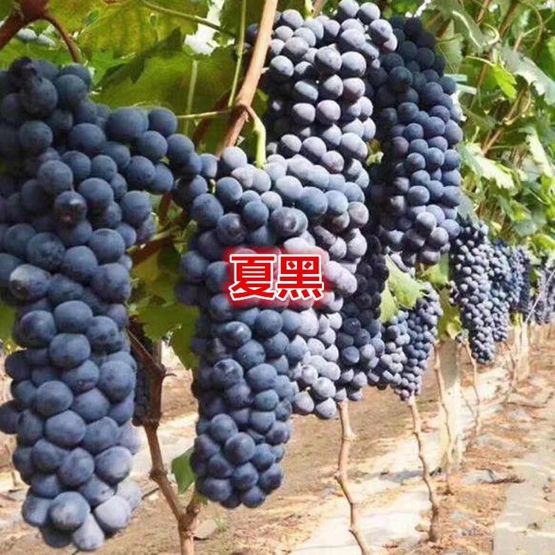 微信图片_20220902111846