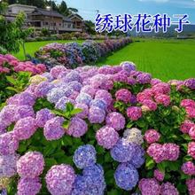 混色梦幻绣球花种子彩虹糖果花种庭院阳台盆栽四季开花室外花种孑