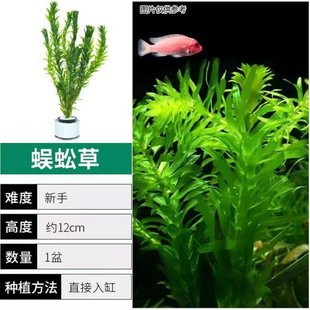 Centipede Grass, Aquatic Plants, Fish Tank Landscaping, Easy to Maintain, Oxygenated Green Chrysanthemum Plants, Real Grass to Purify Water Quality, Negative