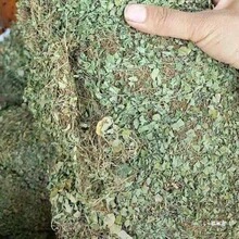 马蹄金 50-1000克荷包草 黄胆草 小马蹄草 真货好货