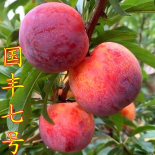 ���ڼ޽��������Ó���������������ش�����Ե��Ԯ���Y������