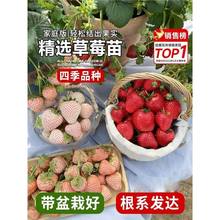 ��ݮ�����ݮ�����Ͳ�÷�N���ļ��t����Թ�������B����������