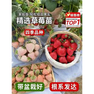 ��ݮ�����ݮ�����Ͳ�÷�N���ļ��t����Թ�������B����������