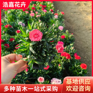 Carnation Hole Potted Seedlings Flower Potted Aquatic Four-Season Flowering Balcony Plants Courtyard Flower Seedlings Carnation Seedlings