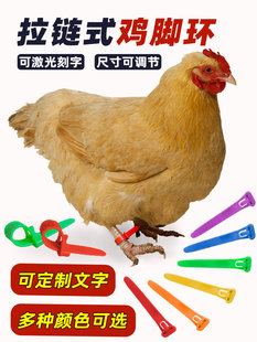 �o���u�_�h������ӛ̖�����ȭh�B���Ӵ��ZС�u�ľ�̖���u�������