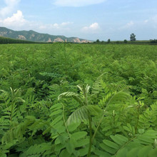 紫穗槐种子灌木护坡种籽多年生耐瘠耐水湿耐轻度盐碱土牧草种子