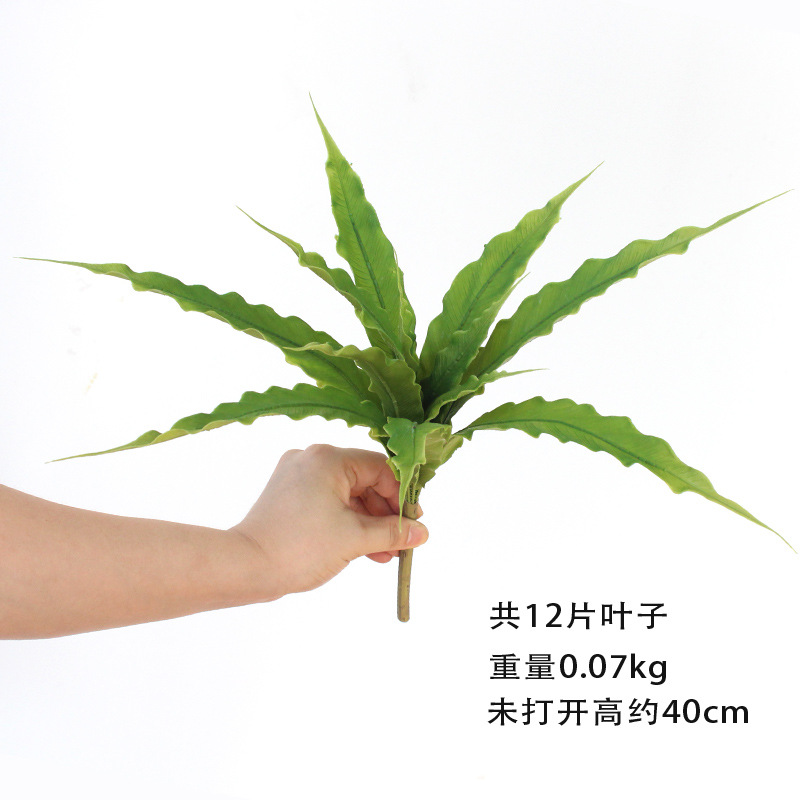 12 잎 둥지 고사리 (부드러운 껌 잎)