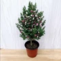澳洲三色盆栽观花红梅