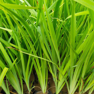 ����ˮ��ֲ�� �@�ַN���JȔ�� �JȔ��r�� �JȔ����ع�����Ȕ