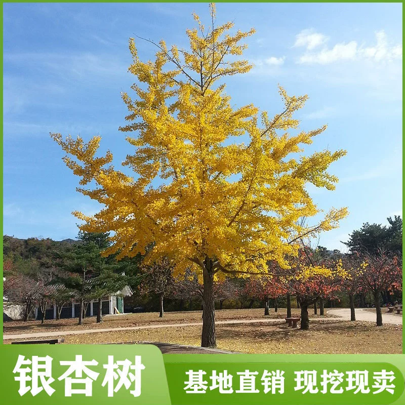 Саженцы гинкго, саженцы гинкго с золотыми листьями, приобретение земельных участков, снос, инженерные работы во дворе виллы, посадка саженцев, ценные ландшафтные деревья