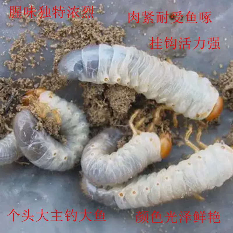 Живая приманка личинки корм для птиц приманка для рыбы Рыбалка чистая дикая отправка среда обитания скорпиона многоножка