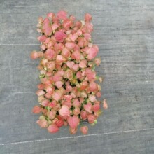 Դ�^�S�ҹ����k���҃��^�pС����ֲ���O���t�Ϲ���@�ֻ��������l