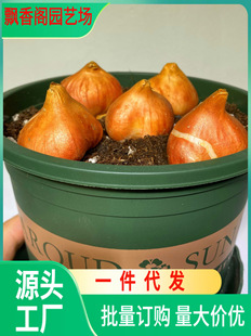 Dropshipping Imported Ten Tulips Large Bulbs Flower Potted Four-Season Soil Hydroponic Seeds Hyacinth Lily