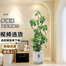 ���_ľ������������ľ��ؔ�ҾӾGֲ�k���ҿ͏d�Gֲ�����Ϙ�����ȩ