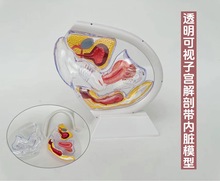 ���w͸���ӌmģ�Ϳ�ҕŮ����ֳ����ģ��Ӌ������չʾ��Ʒ���ս̾�