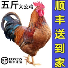 【散养两年老公鸡】正宗农村老公鸡现杀新鲜鸡肉土鸡柴鸡走地鸡