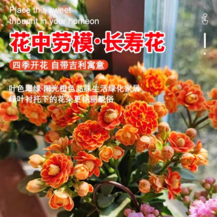 �L�ۻ������ذ�����󻨎�����������B�Ļ���ֲ���ļ��҃��_��