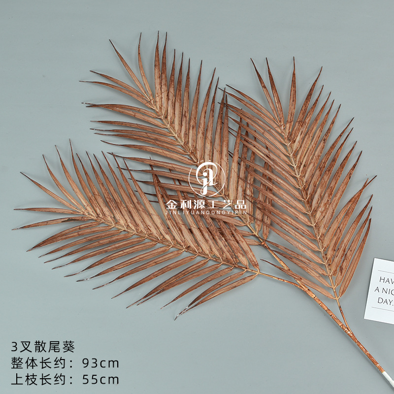三叉散尾葵 咖色