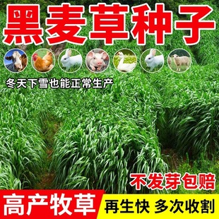 Four-Season Pasture Seeds, Rye Grass Seeds, Corn Grass Seeds, Chicory, Alfalfa, Sudan Grass, Fish Grass Seeds, Sweet Sorghum