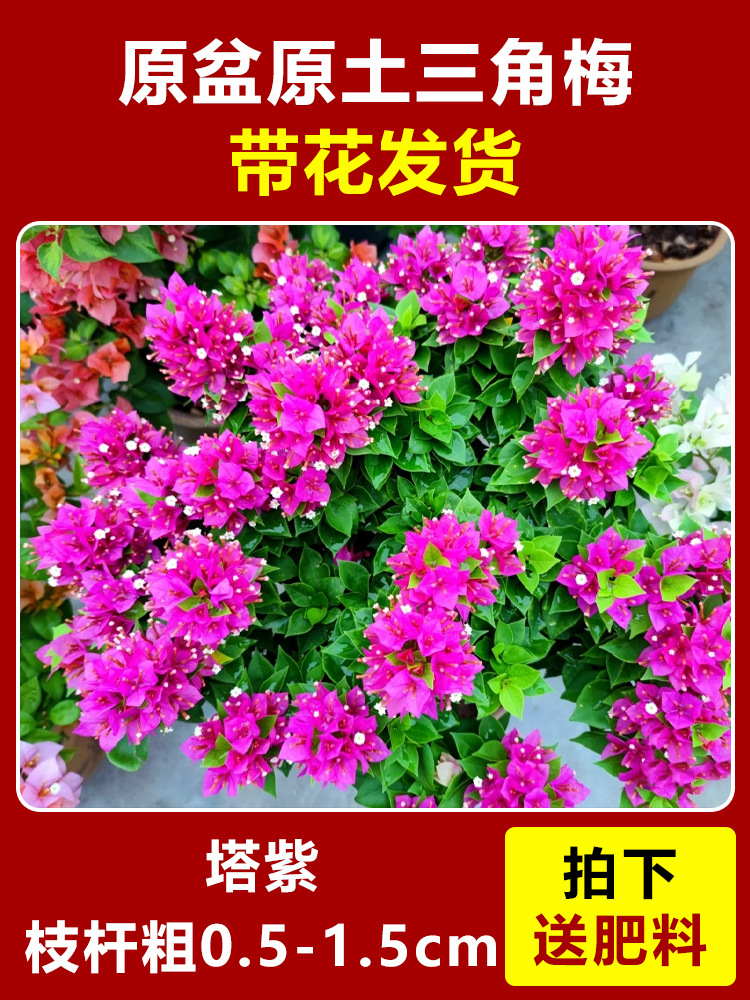 타워보라색 모종은 약 45~50cm [사계절 꽃이 핀다] (꽃이 담긴 원래 화분에 담겨 배송)