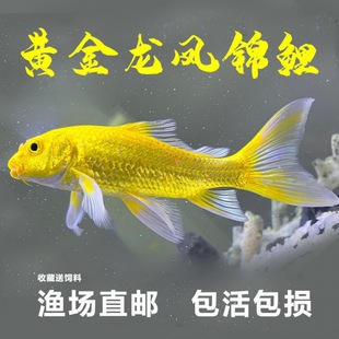 河南淡水魚圖片 海量高清河南淡水魚圖片大全 阿里巴巴 河南淡水魚圖片 海量高清河南淡水魚圖片大全 阿里巴巴