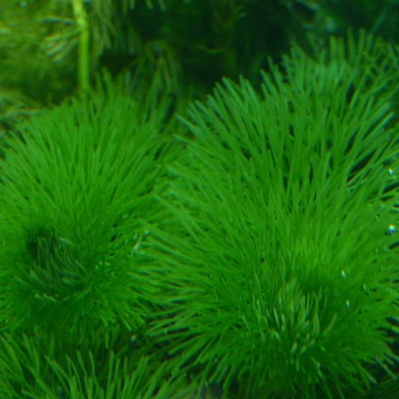 В наличии Поставка воды щит трава вода Kwai Base Многолетние погружные аквариумные декоративные растения