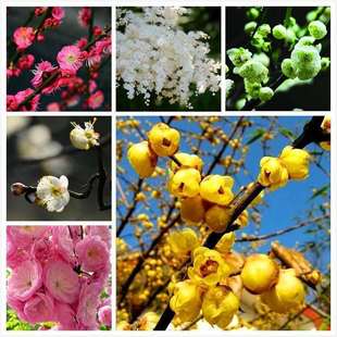 Red Plum/Black Plum/Green Plum/White Plum/Beauty Plum/Plain Plum/Wintersweet/Plum Blossom Seeds Flower Forest Seeds
