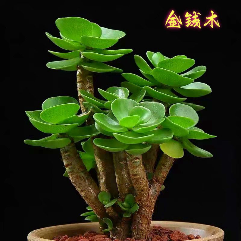 Money Tree Succulent Plant Money Tree Office Beginner Easy to Care for Lucky Green Plant Potted Plant