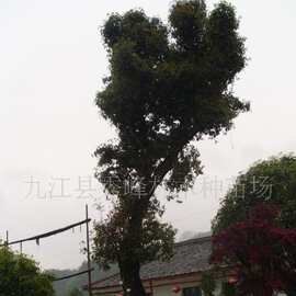 优质保质保量供应桂花 银桂 胸径25公分桂花 江西省九江桂树