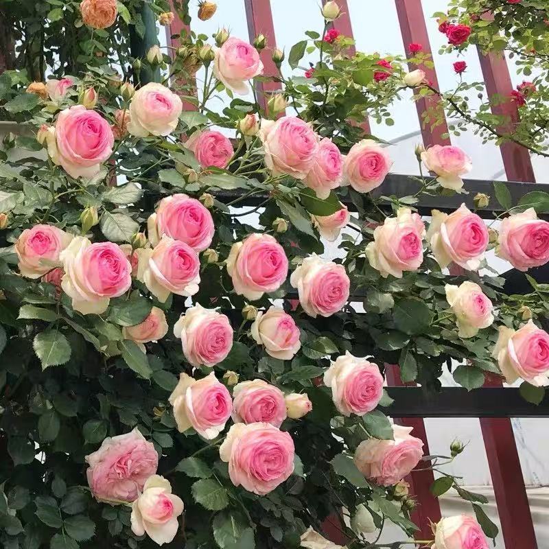 四季咲きのバラの花苗、特大の花つる苗、屋内外のバルコニー鉢植えバラ|undefined