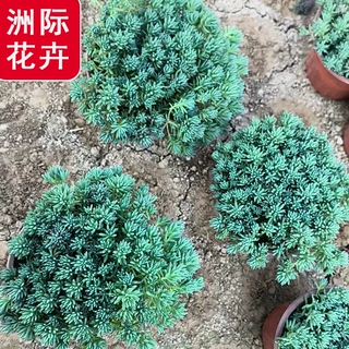 薄雪万年草  中华景天方盘苗 屋顶绿化草坪 民宿庭院小区工程苗木
