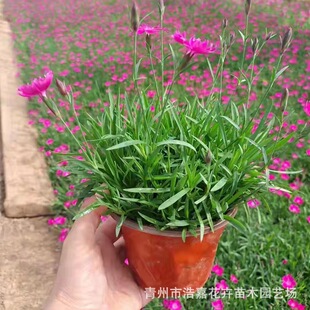 European Stonecottage Cup Seedlings, Trample-Resistant Lawn Series Flower Seedlings, Long Flowering Period, Cold-Resistant Perennial Florals, Base Wholesale