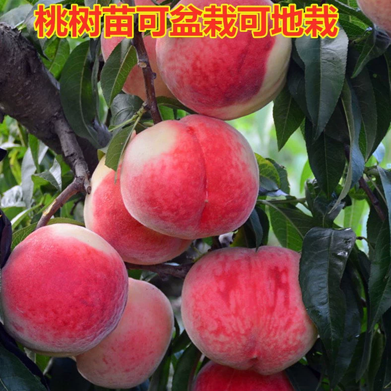 Персик привитые рассады Саженцы Южные фруктовые деревья в году в год Высадка больших рассады персика в Северном Китае