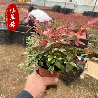 红宝石南天竹苗南天竹盆栽 盆景庭院绿化植物红叶植物耐寒