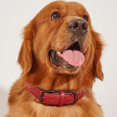 メーカー本革子犬首輪防水布首輪小型犬中型犬ペット用品テディ革首輪