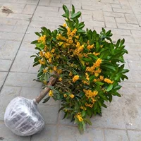 Osmanthus smanthus dwarf большие саженцы растения Jingui Dangui зеленая посадка бонсай внутренний двор четыре сезона Gui гостиная цветочная горшечная посадка