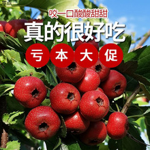 ɽ髹rɽ髴F؛rشɽ髱ǺJɽt