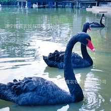 �����Z���w����Ư���^�p�����Z�Bֳ�����Z���繩��Ó�غ����Z��