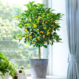 Four-Season Osmanthus Potted Saplings with Buds Are Easy to Grow and Live, Indoor and Outdoor Living Room Green Plants, Strong-Scented Flower Bonsai