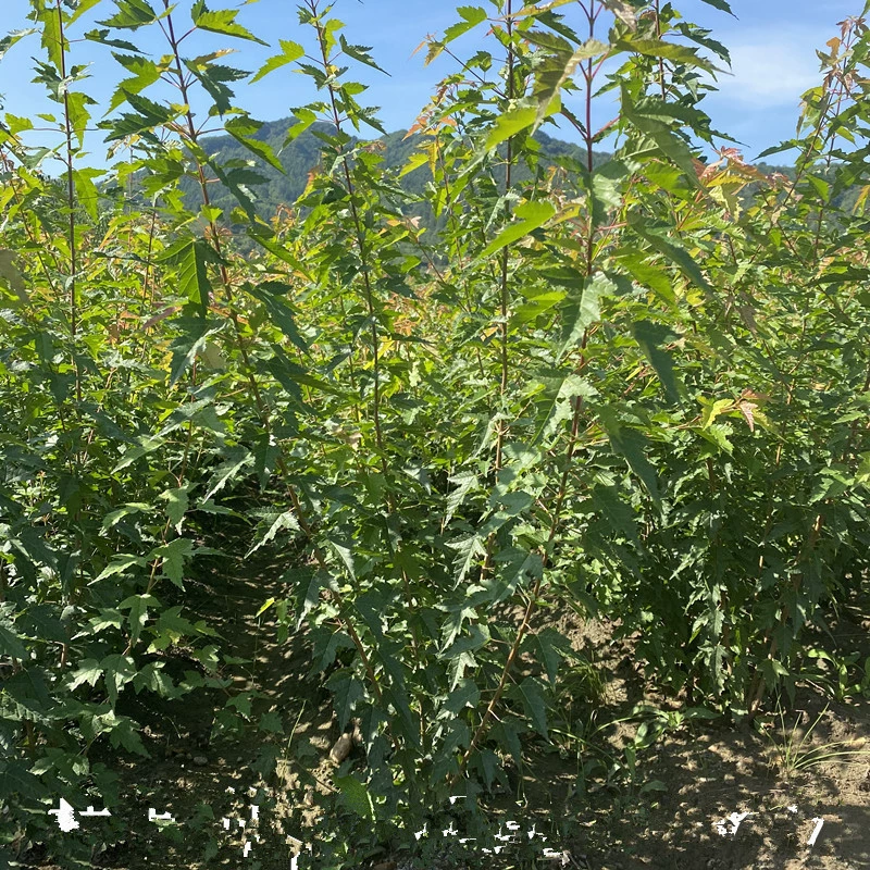 Поставка треугольных саженцев клена, саженцев чайной кленовой изгороди, различных спецификаций, кластерных треугольных кленовых куртин, садовых инженерных саженцев.
