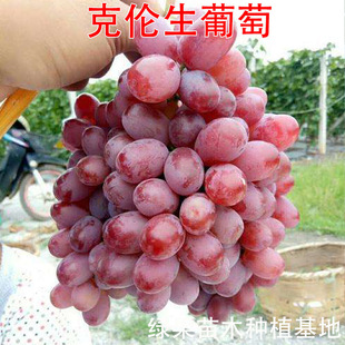 �˂��������� С�t�� ����ɭ���ј��� �޽��� �@�� ���� ��ľ����