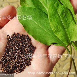 ��ģ�N�����lҰ���˷N�� ɽ���S ��ș ɽ���� ��ĸ ���B����ș