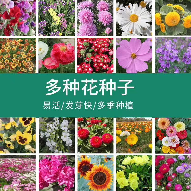 Взрывоопасные семена горшка Посев Impatiens в четыре сезона