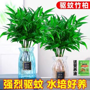 Mosquito Repellent Bamboo and Cypress Hydroponic Plants Indoor Water-Grown Green Plants Flower Pots Office Desktop Evergreen All Year Round Easy to Maintain