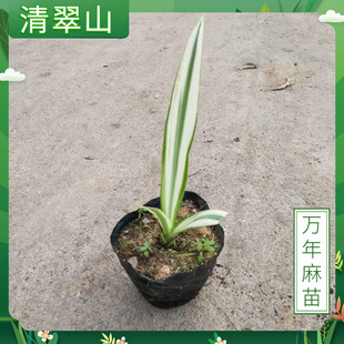 �S�y�f���������Ի����҃�ͥԺ�G��������ľ�ļ������^�~ֲ�����^