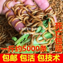 ����x���w �S���x���x  �����~ϐ���J���u��ü�Bʯ�����